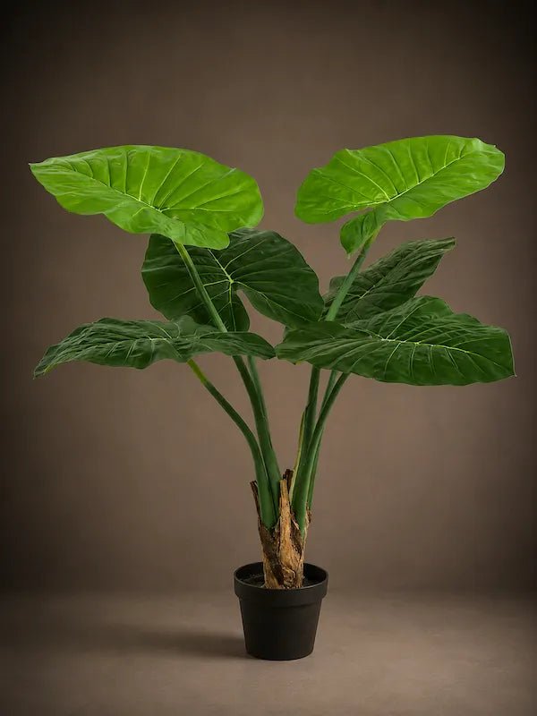 Alocasia - PAMPASKONING