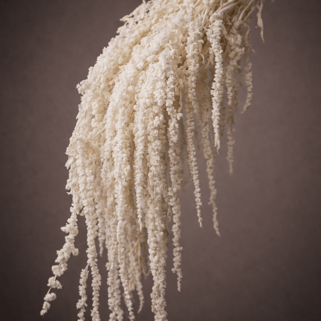 AMARANTHUS - PAMPASKONING