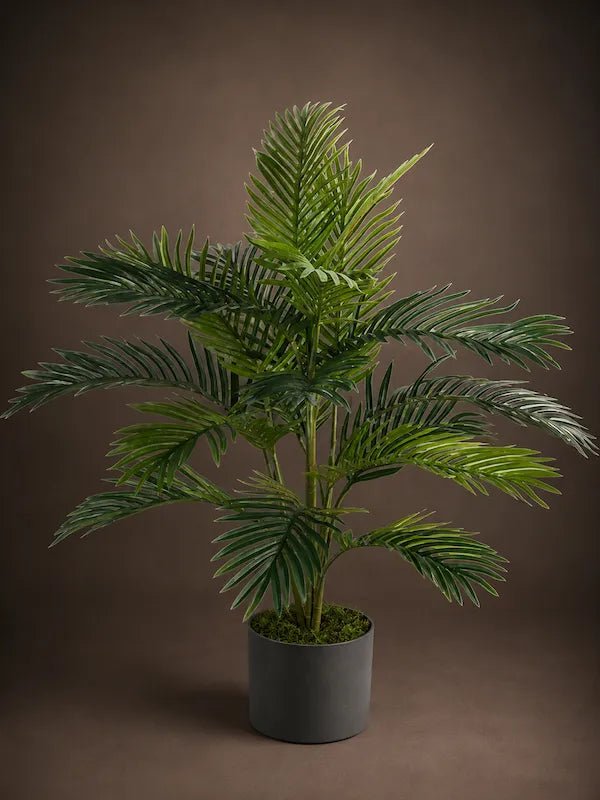 Areca - PAMPASKONING