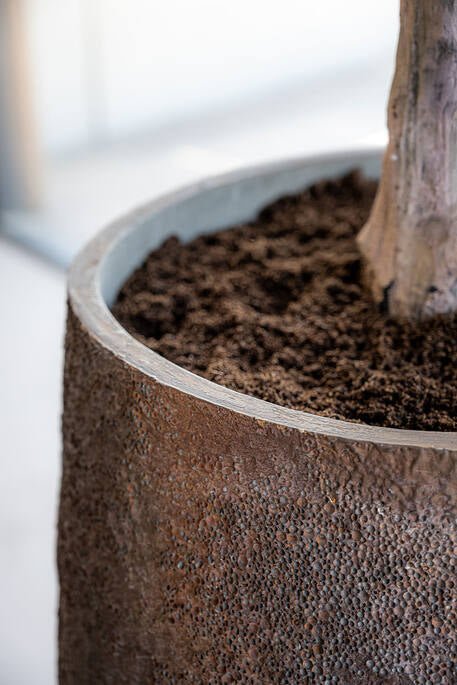 AURA L WALNUT BROWN - PAMPASKONING