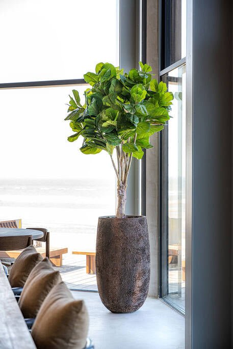 AURA L WALNUT BROWN - PAMPASKONING