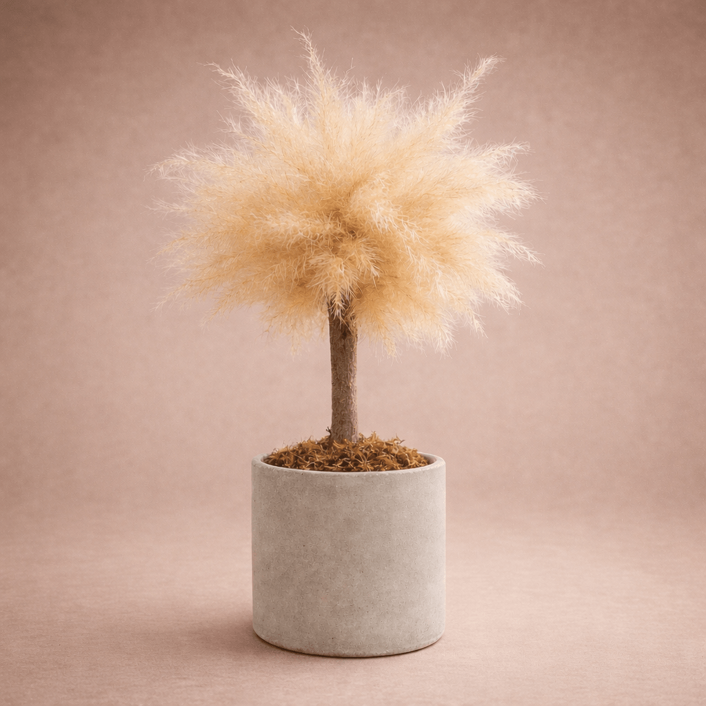 BABY BONSAI - PAMPASKONING