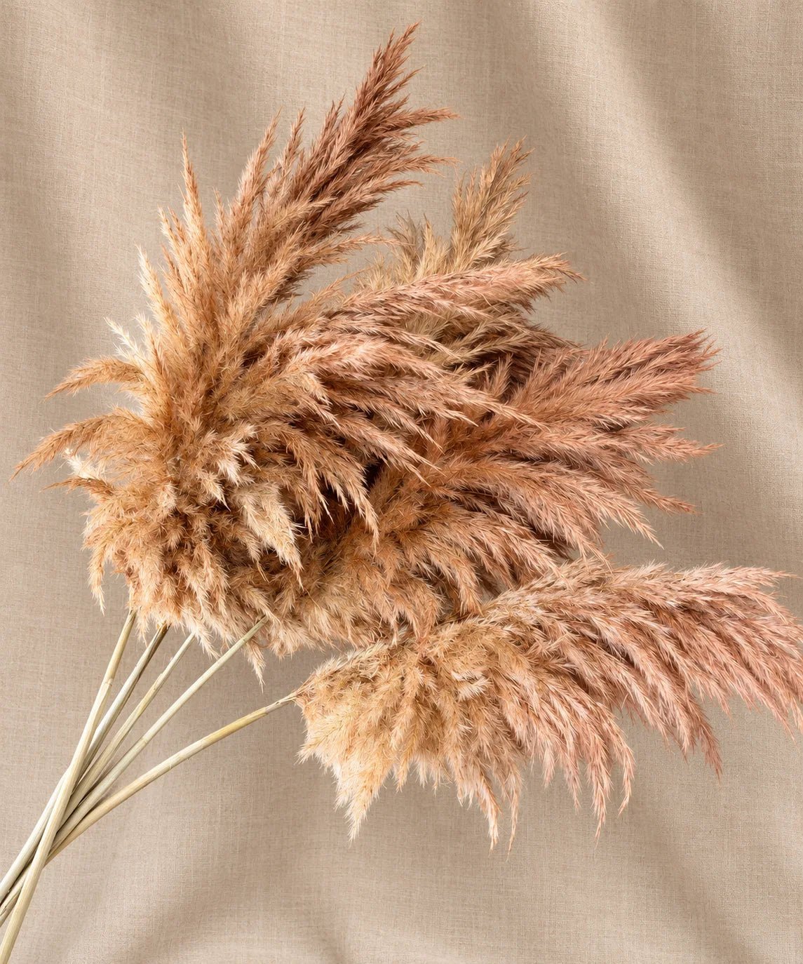 BAMBI — KING PLUMES - PAMPASKONING