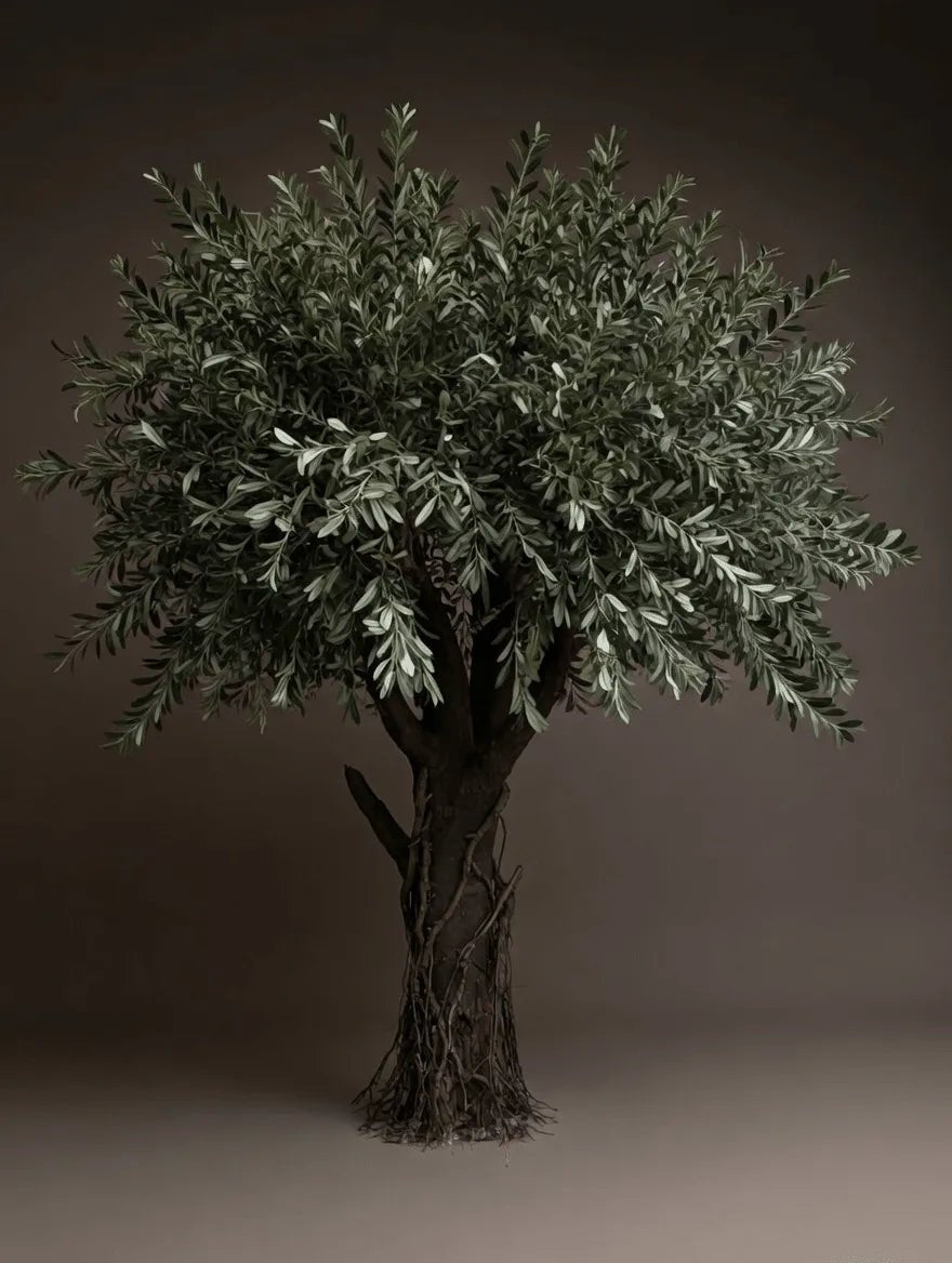 BIG OAK OLIVE - PAMPASKONING