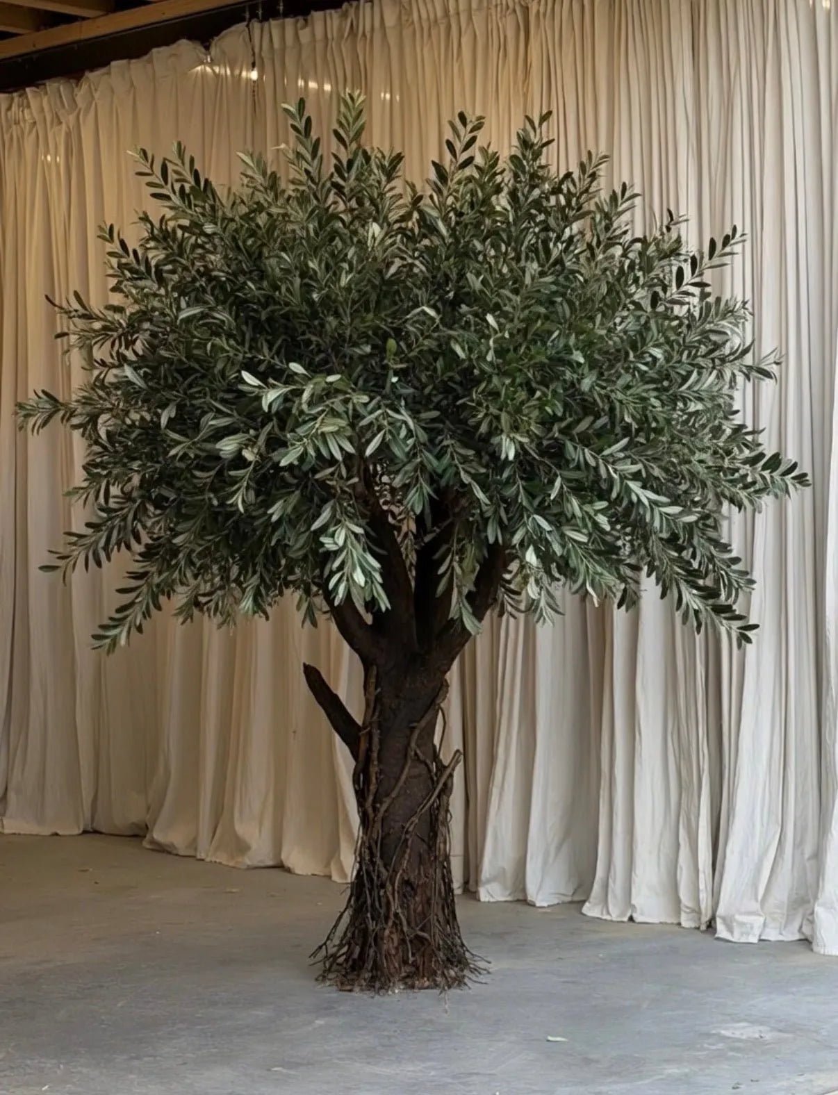 BIG OAK OLIVE - PAMPASKONING