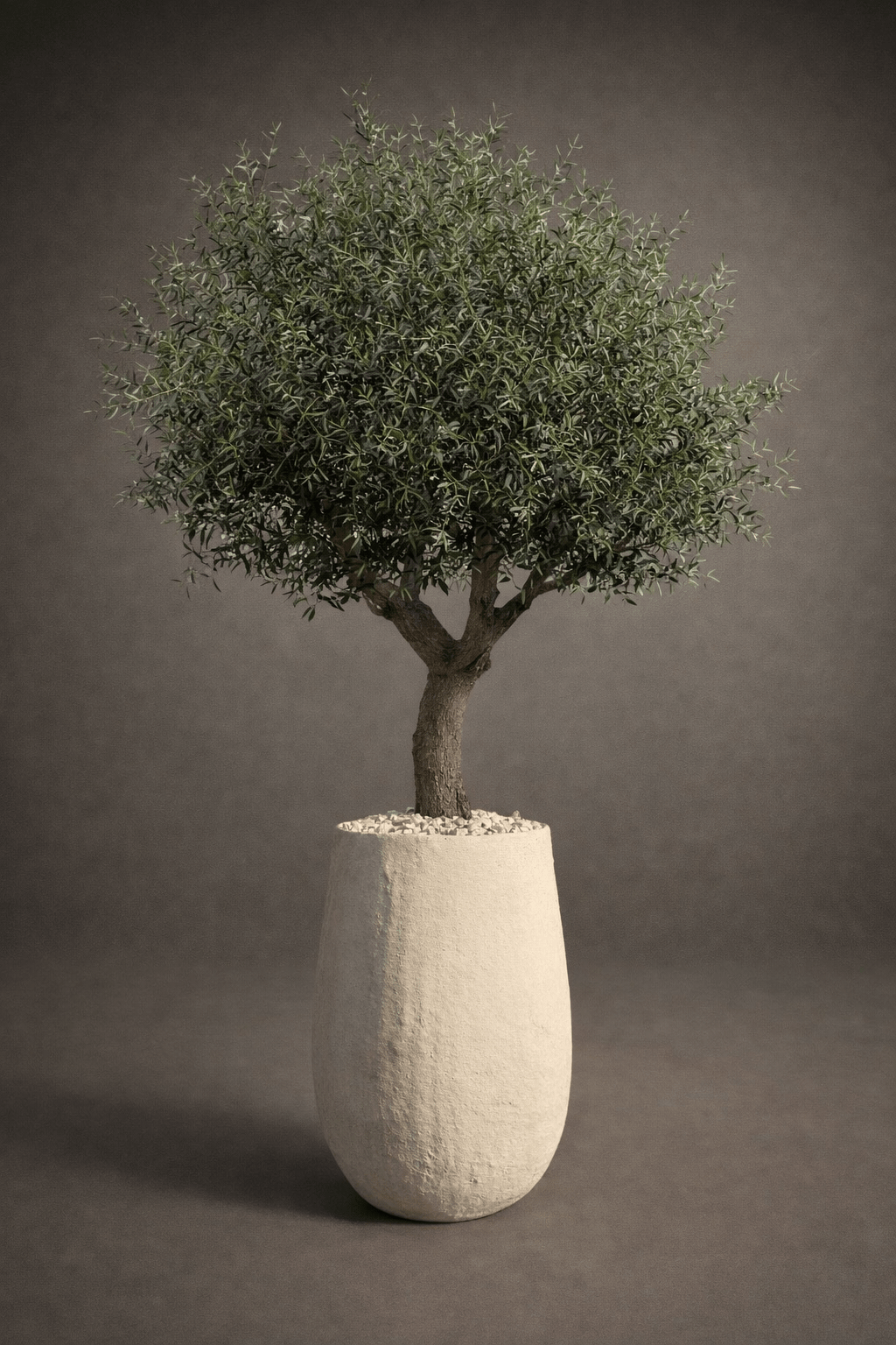 BIG OLIVE TREE - PAMPASKONING