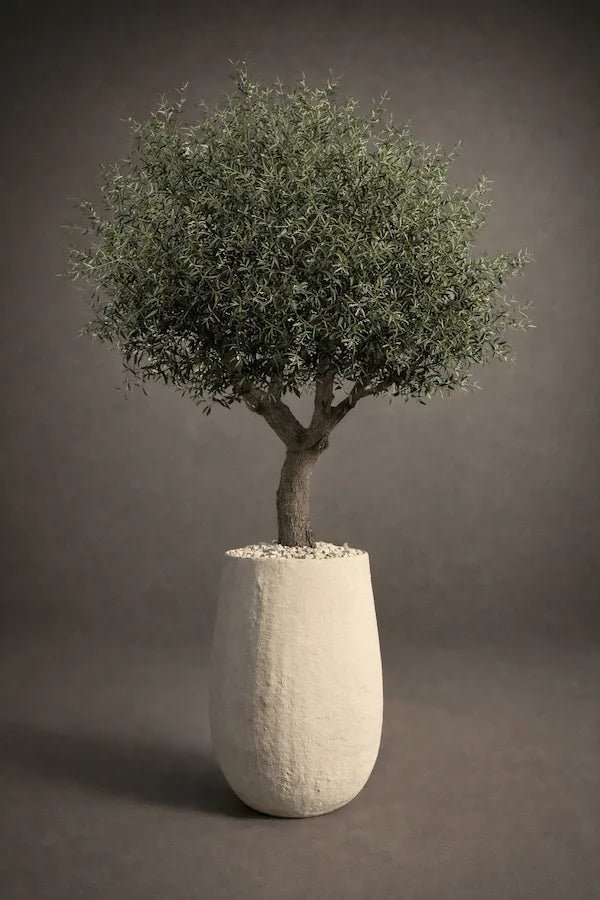BIG OLIVE TREE - PAMPASKONING