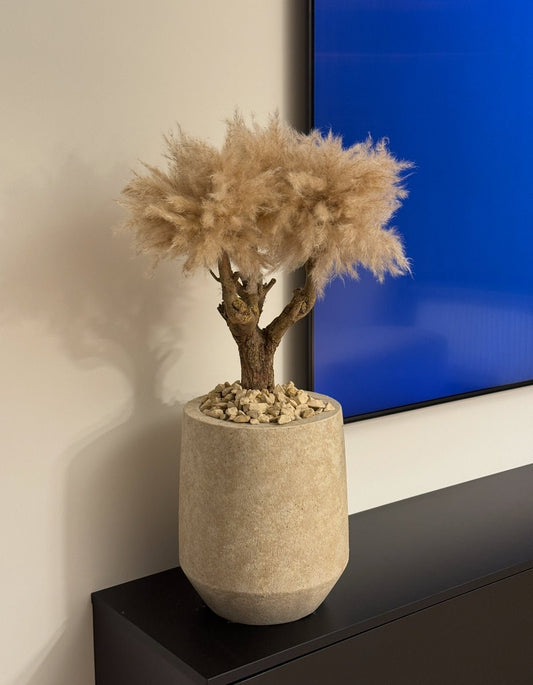 BONSAI TM7 - PAMPASKONING