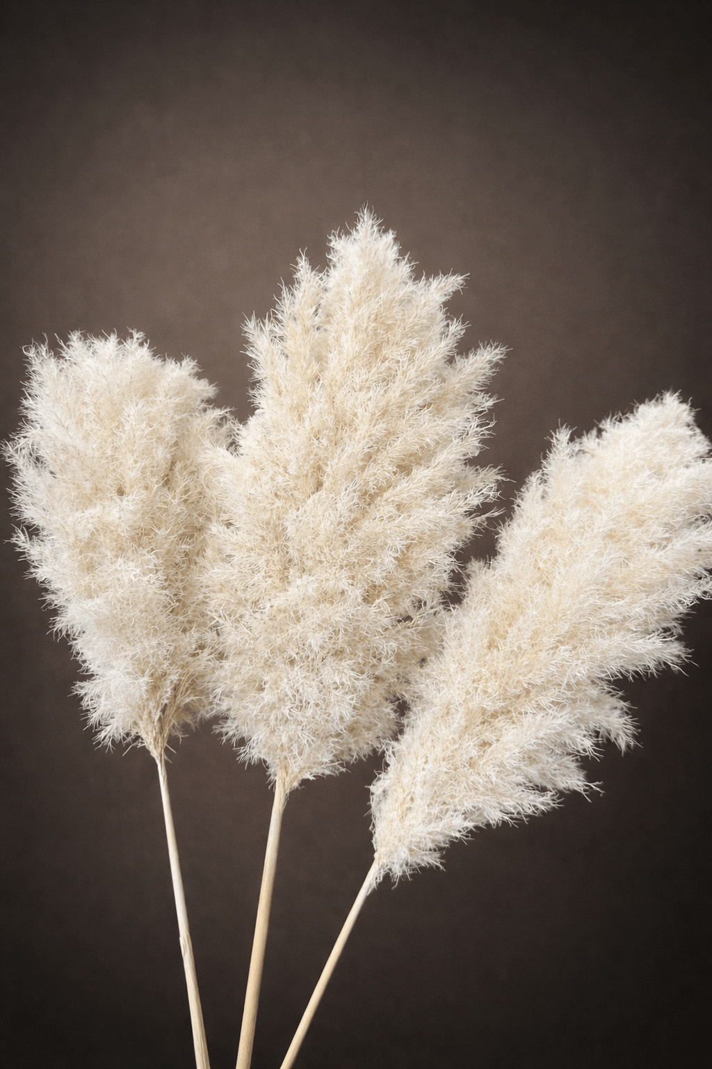 CLOUDY WHITE - PAMPASKONING