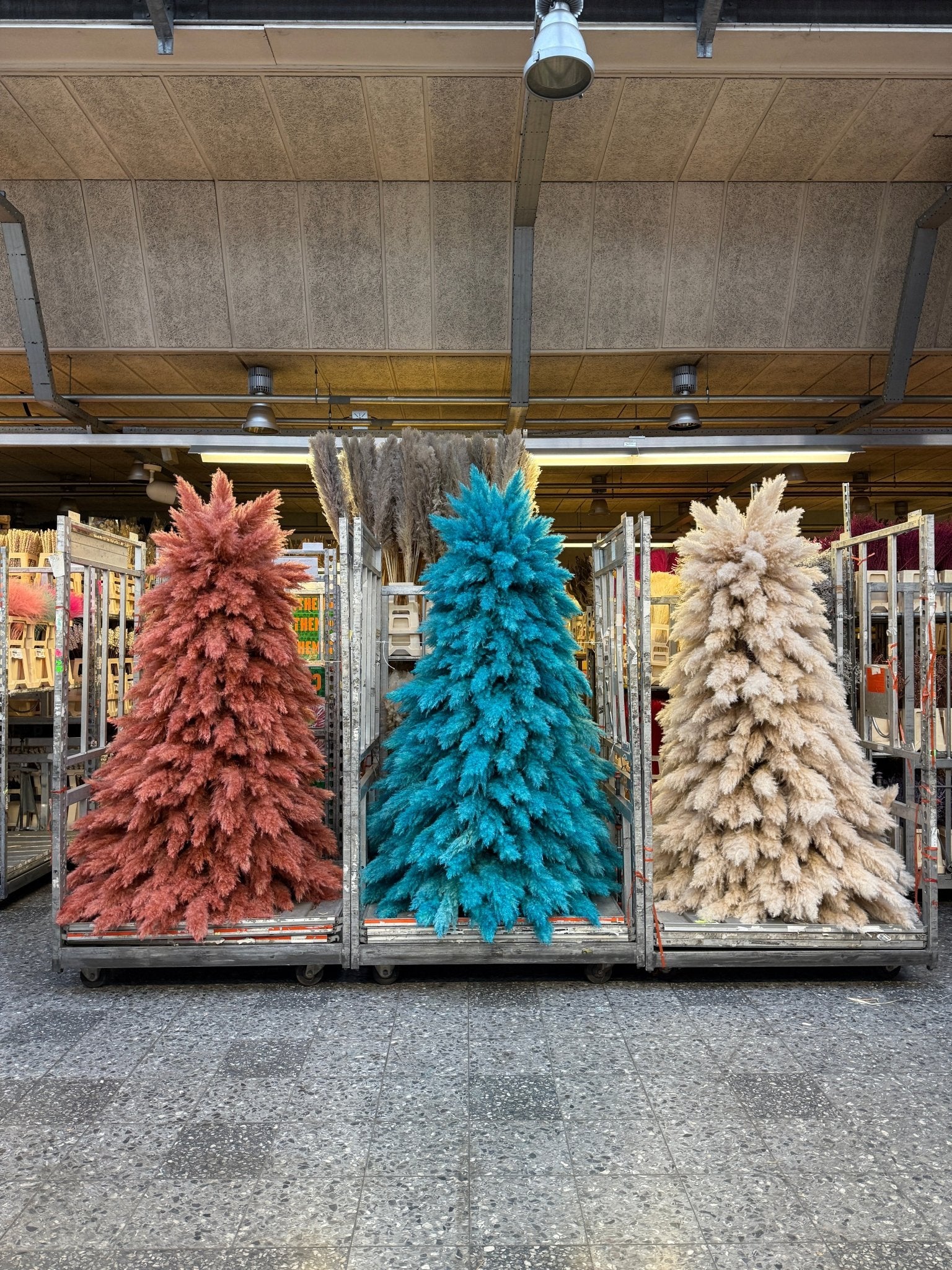 COLOR XTREE - PAMPASKONING