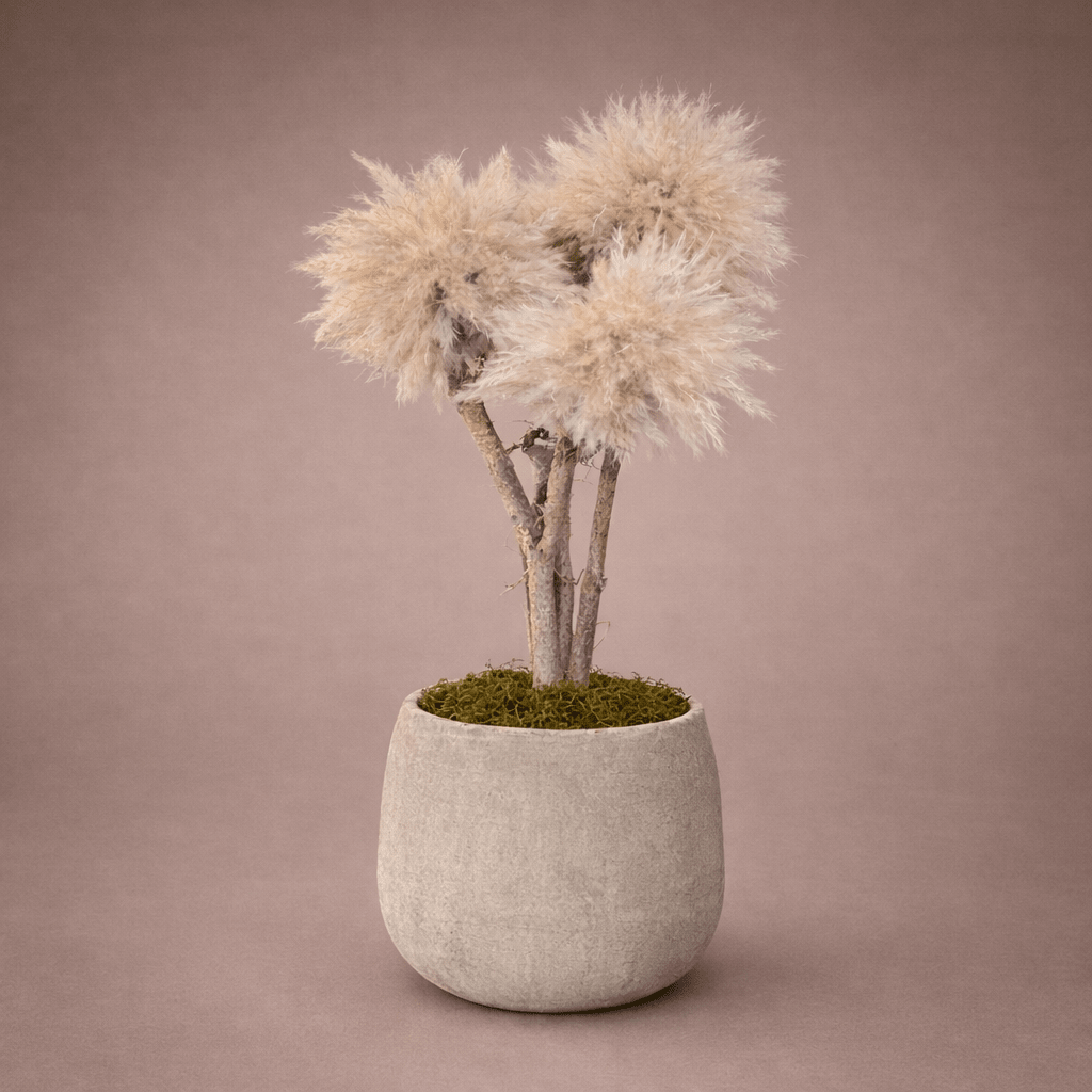 COTTO BONSAI - PAMPASKONING