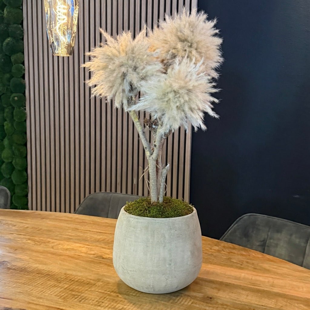 COTTO BONSAI - PAMPASKONING