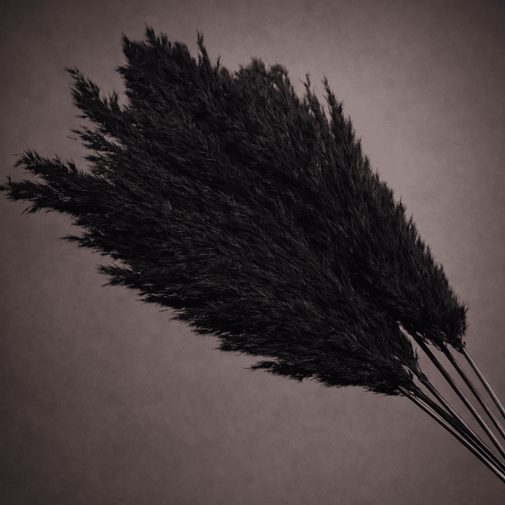 FLUFFY BLACK - PAMPASKONING