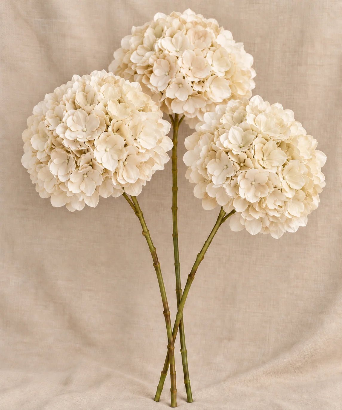 FLUFFY HYDRANGEA BEIGE - PAMPASKONING