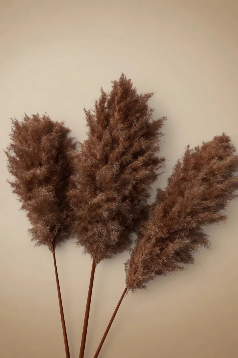 FLUFFY WALNUT BROWN - PAMPASKONING