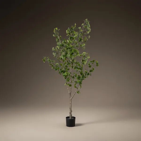 GINKGO BILOBA - PAMPASKONING