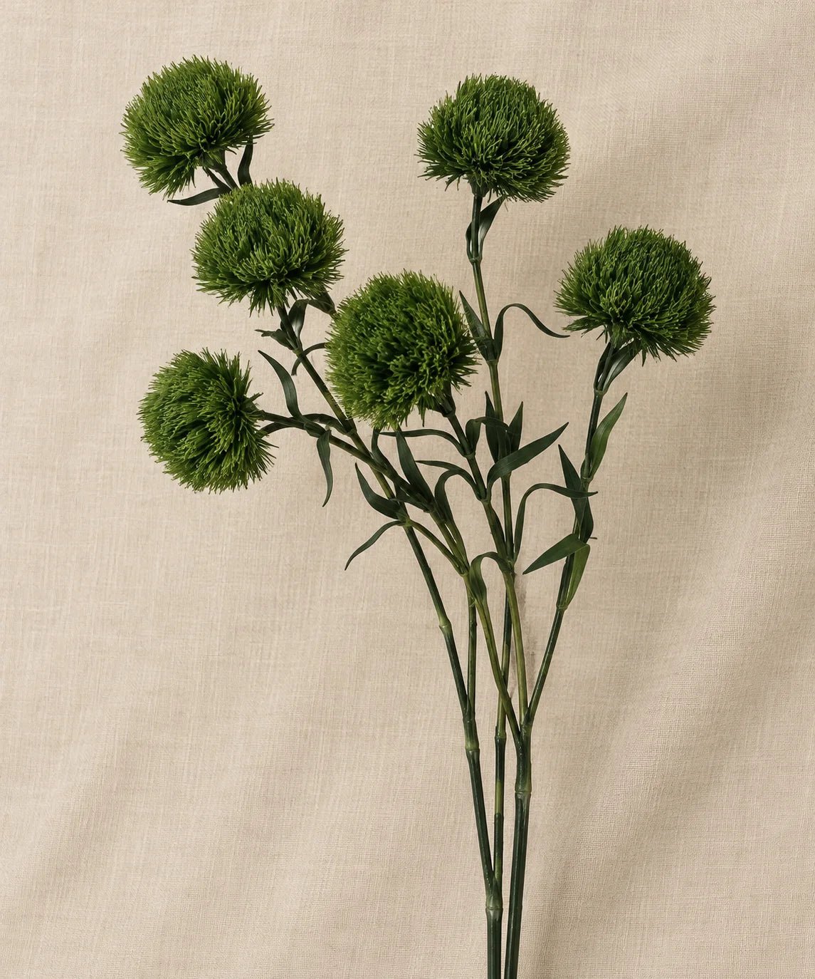 GREEN TRICK DIANTHUS - PAMPASKONING