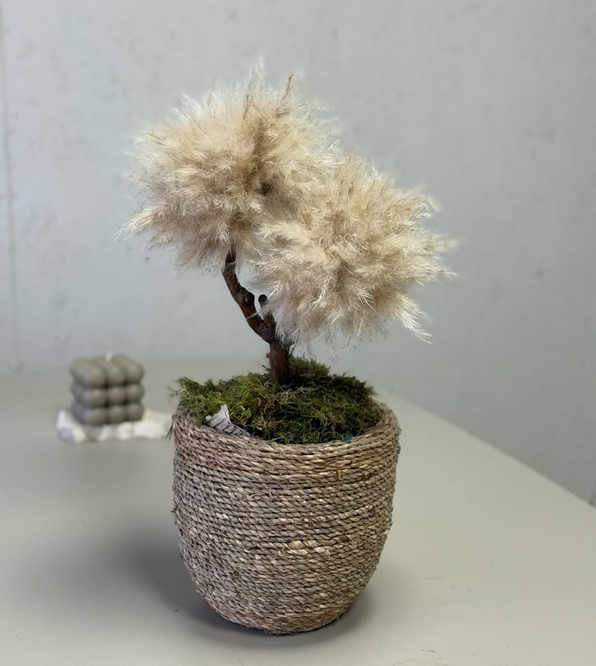 IBIZA BONSAI S TM12 - PAMPASKONING