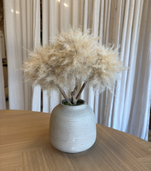 JAPANDI MINI BONSAI TAUPE TM10 - PAMPASKONING