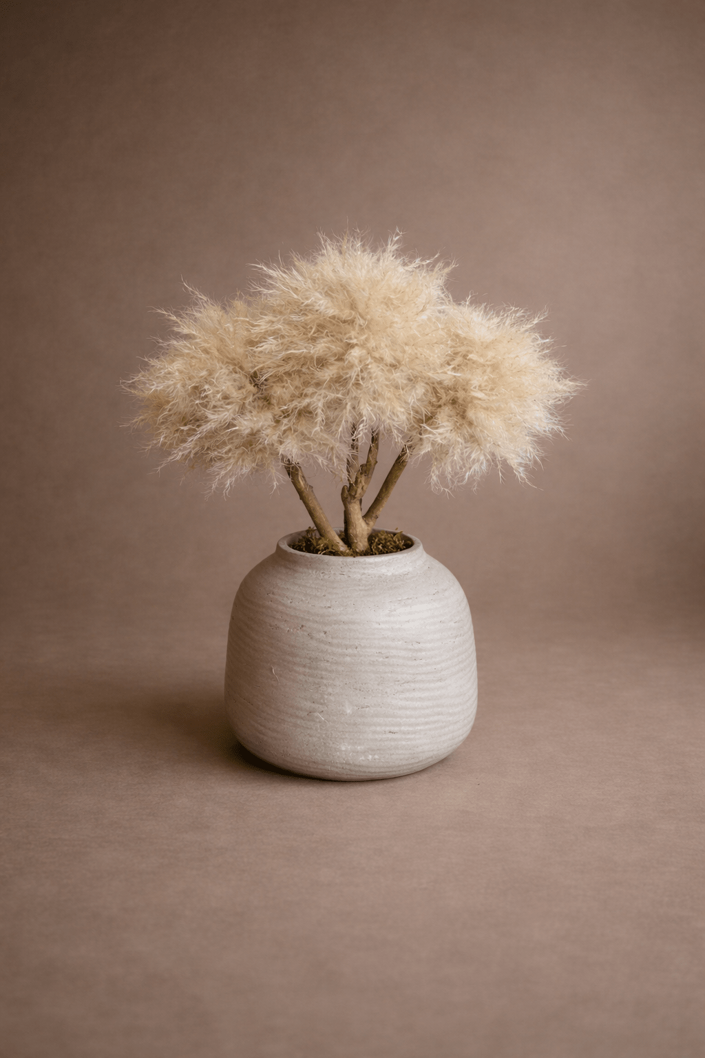 JAPANDI MINI BONSAI TAUPE TM10 - PAMPASKONING