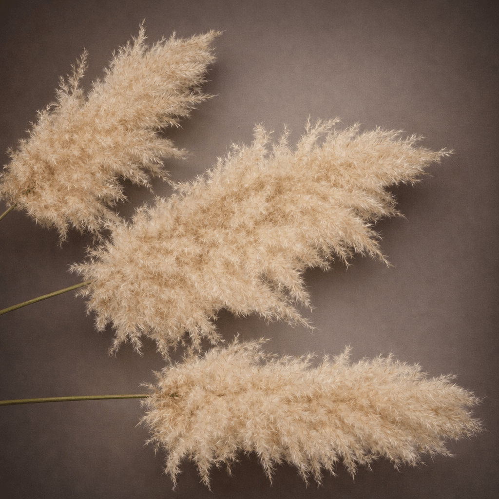 KING PLUMES - PAMPASKONING