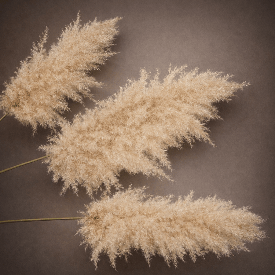 KING PLUMES - PAMPASKONING