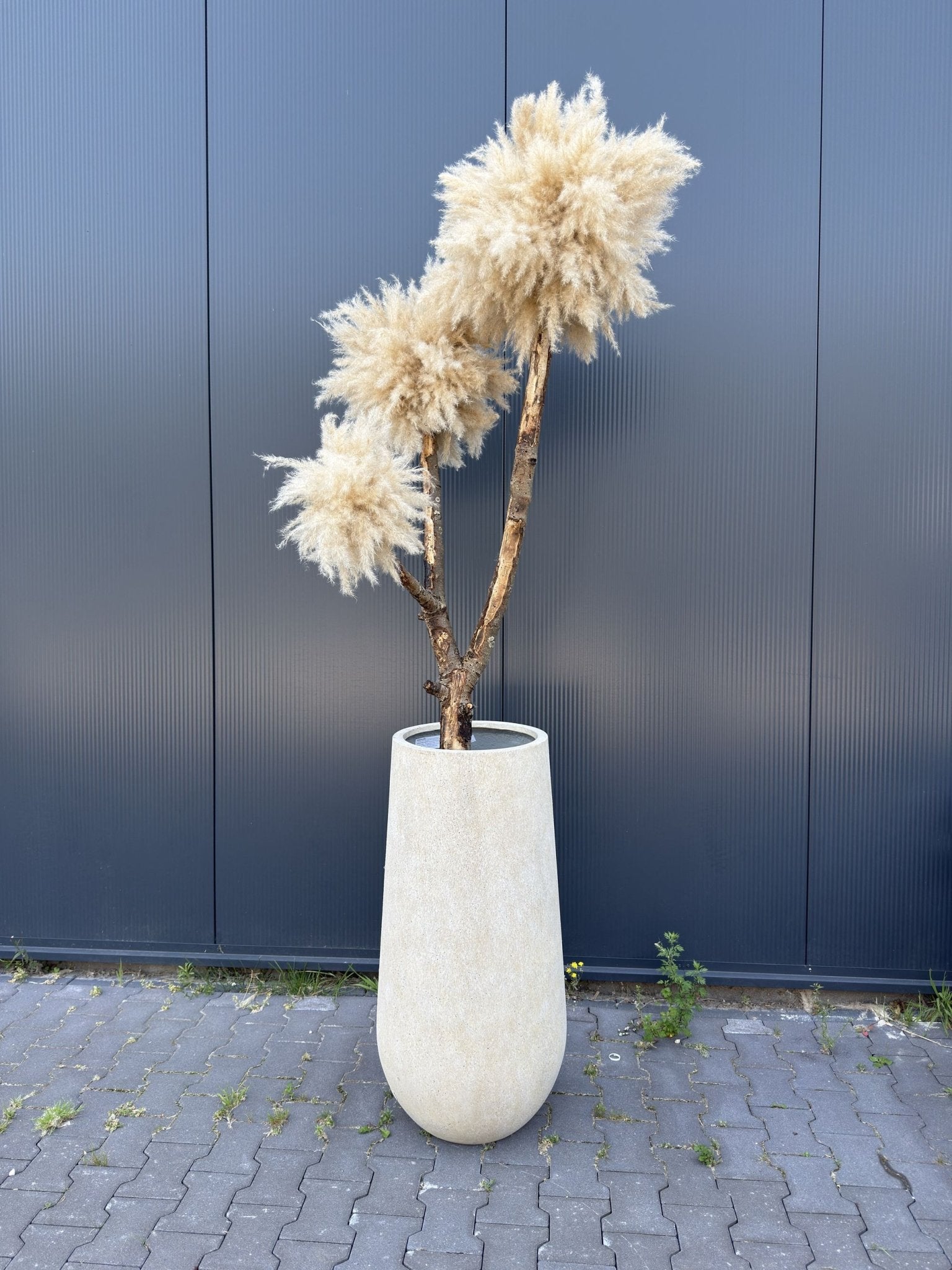 LARGE BLOSSOM TM3 - PAMPASKONING
