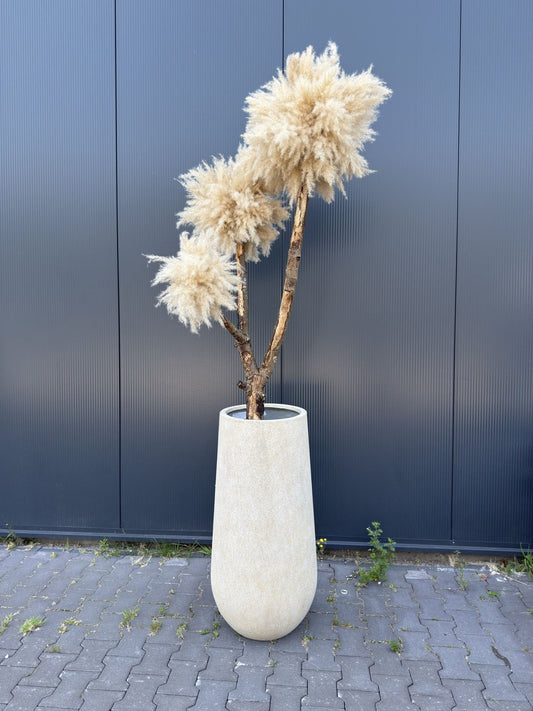 LARGE BLOSSOM TM3 - PAMPASKONING