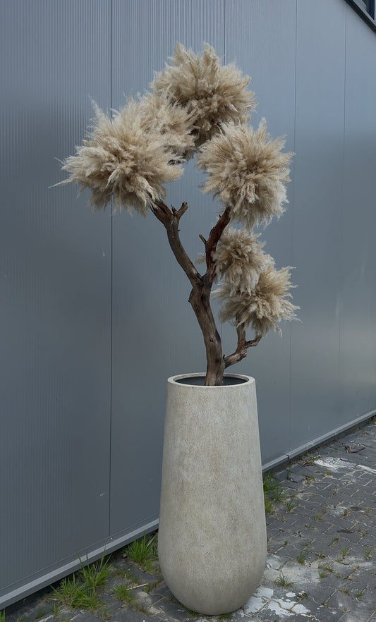 LARGE BLOSSOM TM4 - PAMPASKONING
