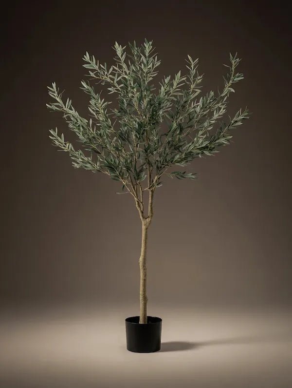 LARGE OLIVE TREE V1 - PAMPASKONING