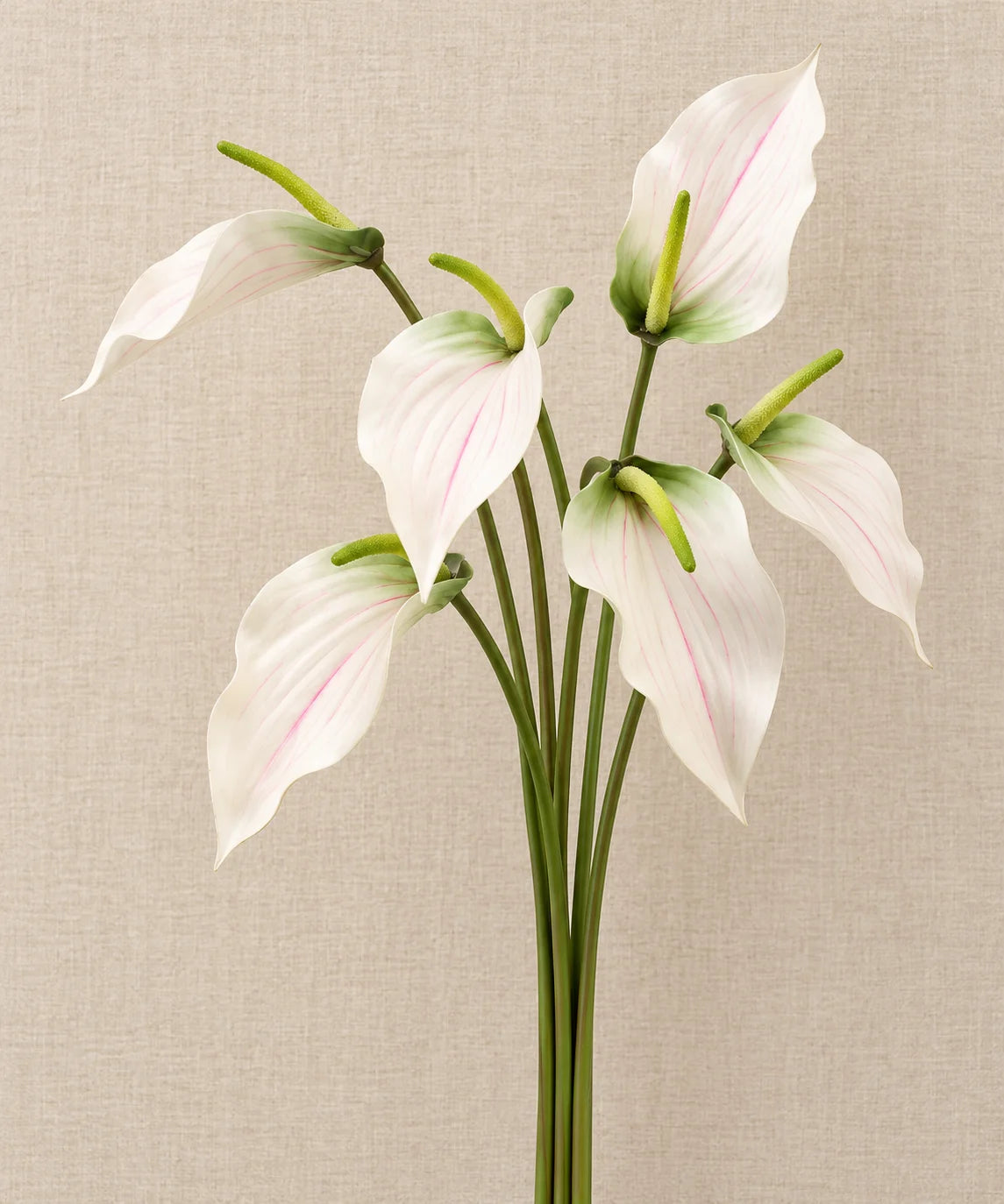PREMIUM LILY ANTHURIUM WHITE