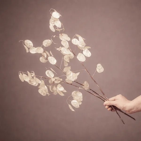 LUNARIA - PAMPASKONING