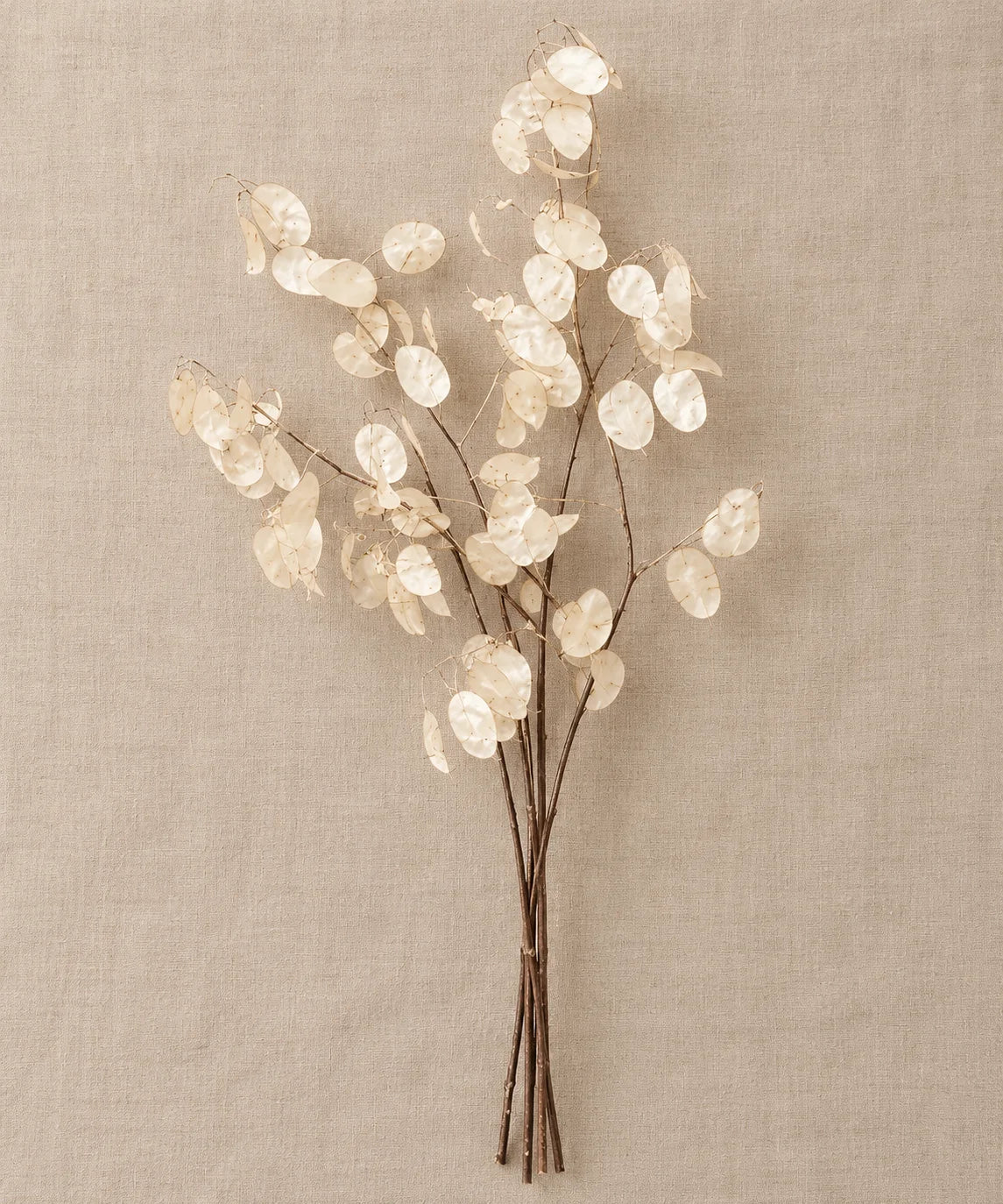 LUNARIA - PAMPASKONING