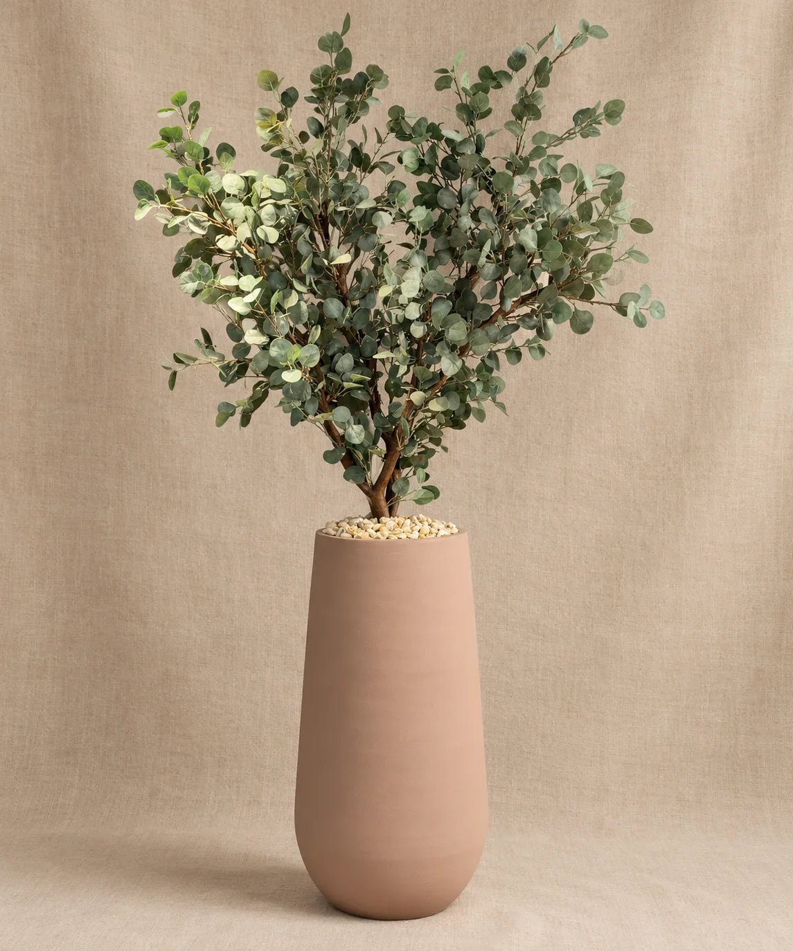 MEDIUM EUCALYPTUS TREE - PAMPASKONING