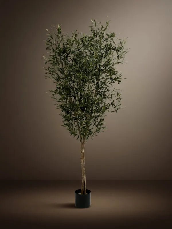 MEDIUM OLIVE TREE V1 - PAMPASKONING