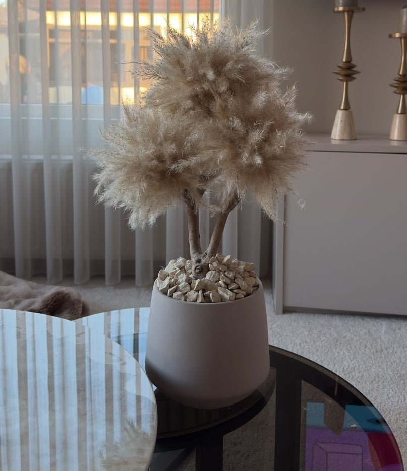 MINI BONSAI TM9 - PAMPASKONING