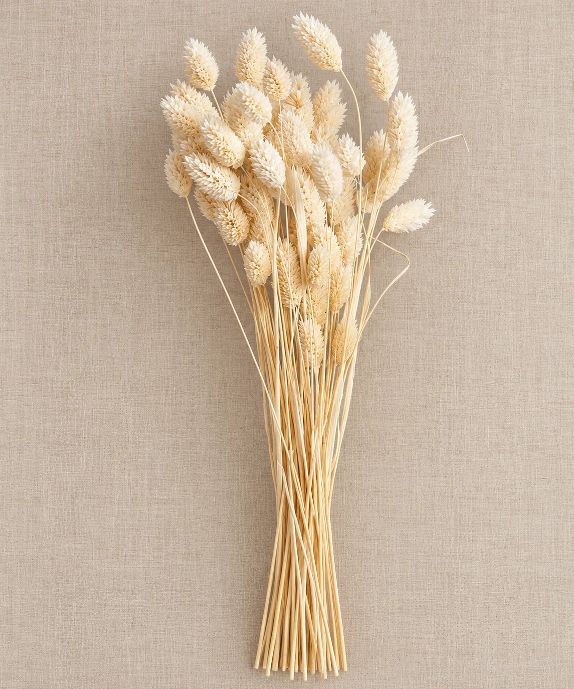 NATURAL DRIED PHALARIS - PAMPASKONING