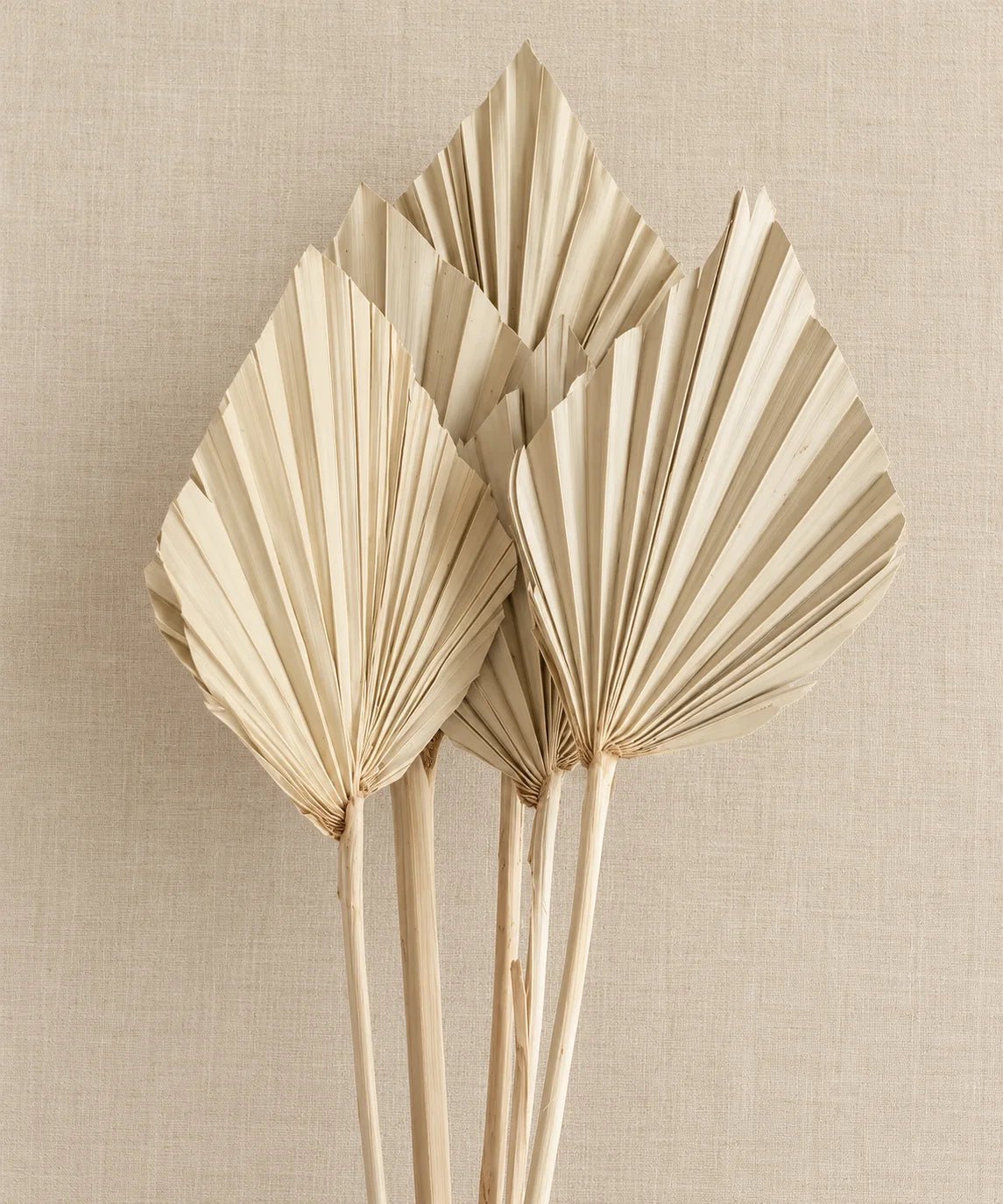 NATURAL PALM SPEARS - MINI SPADE - PAMPASKONING
