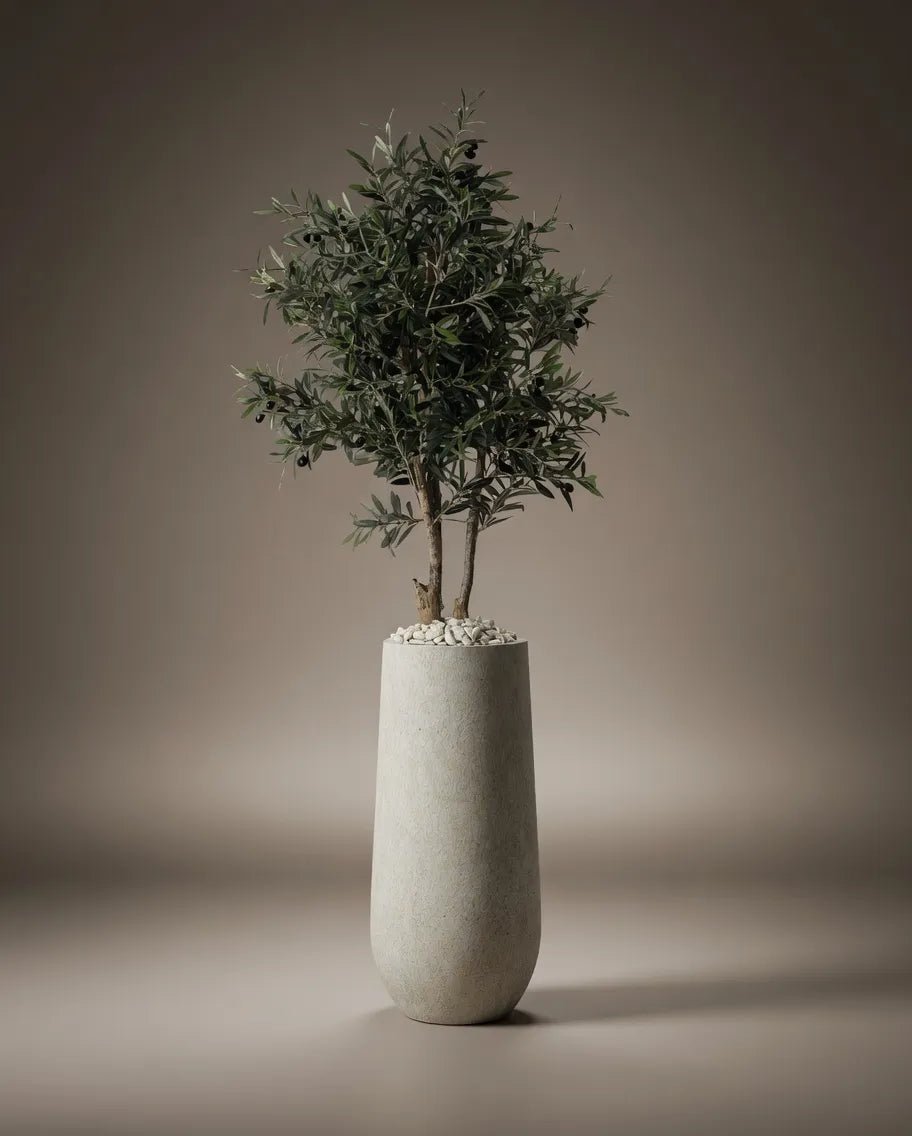 OLIVE TREE MEDIUM PK17 - PAMPASKONING