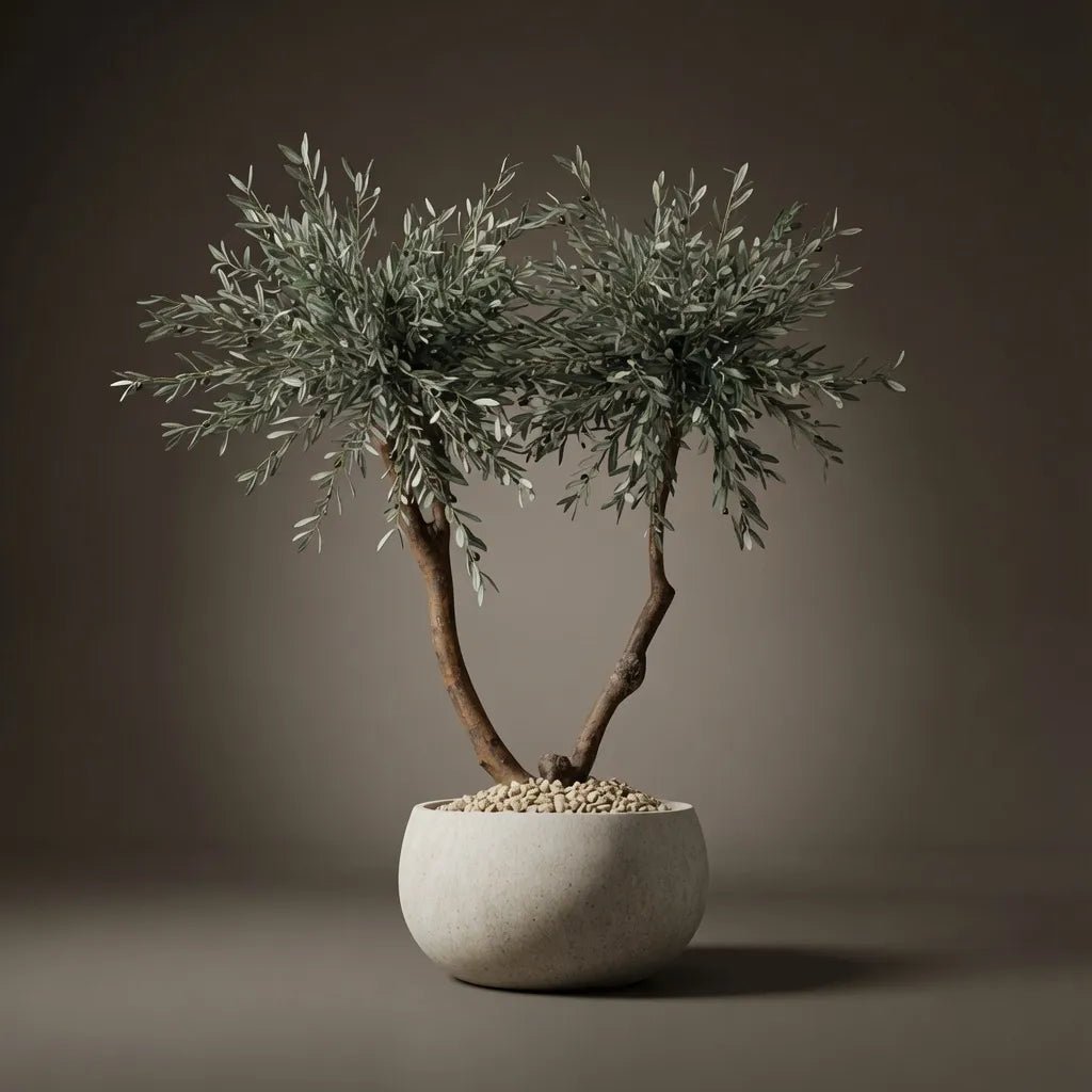 OLIVE TREE PK3 - PAMPASKONING