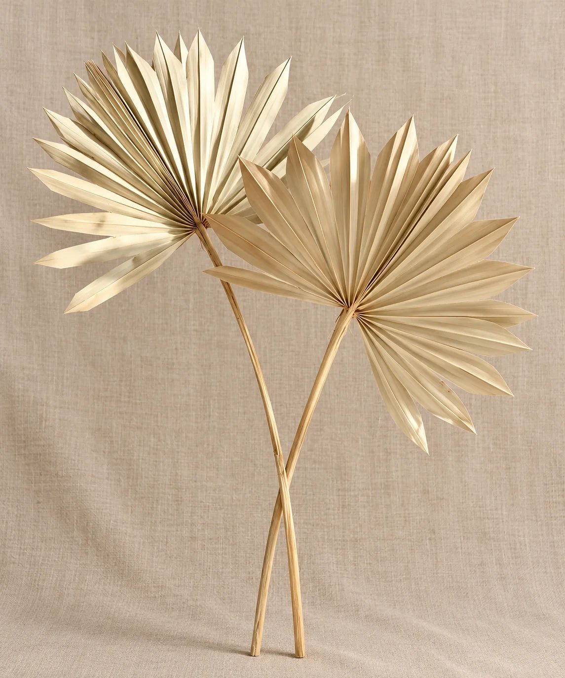 PALM SPEAR - FAN - PAMPASKONING