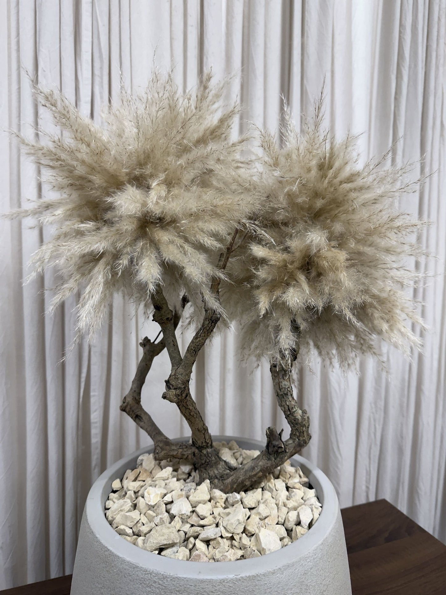 PAMPAS BONSAI - PAMPAS GRASS TREE - HOME DECOR - PAMPASKONING