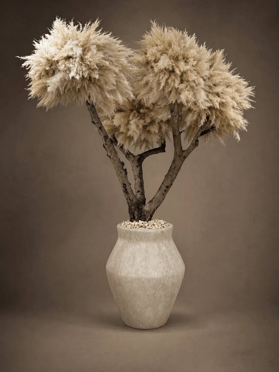PAMPAS OLIVE TREE - PAMPASKONING