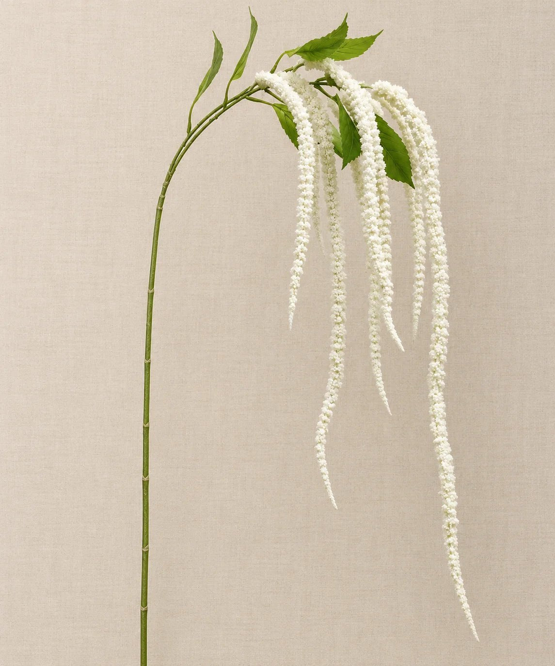 PREMIUM AMARANTHUS WHITE - PAMPASKONING