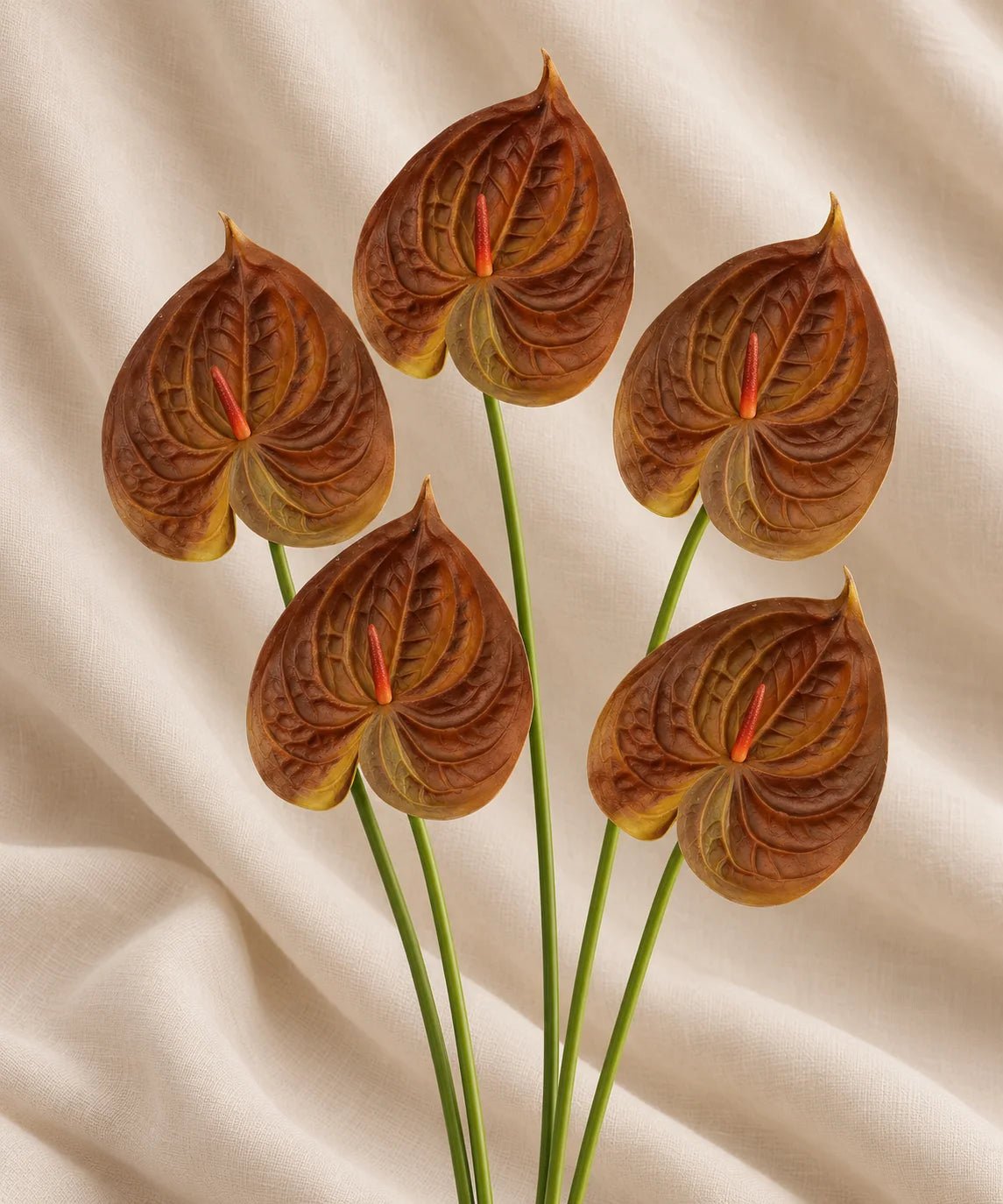 PREMIUM ANTHURIUM BROWN - PAMPASKONING