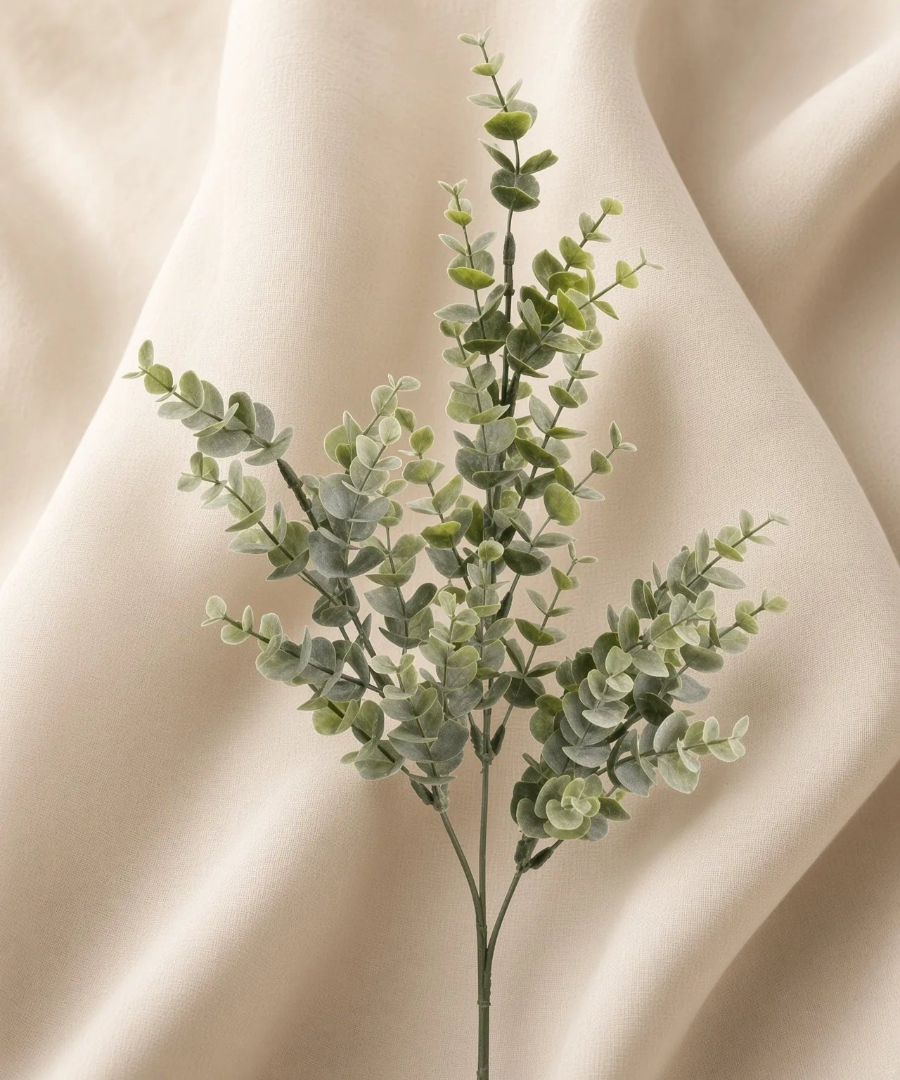 PREMIUM EUCALYPTUS - PAMPASKONING