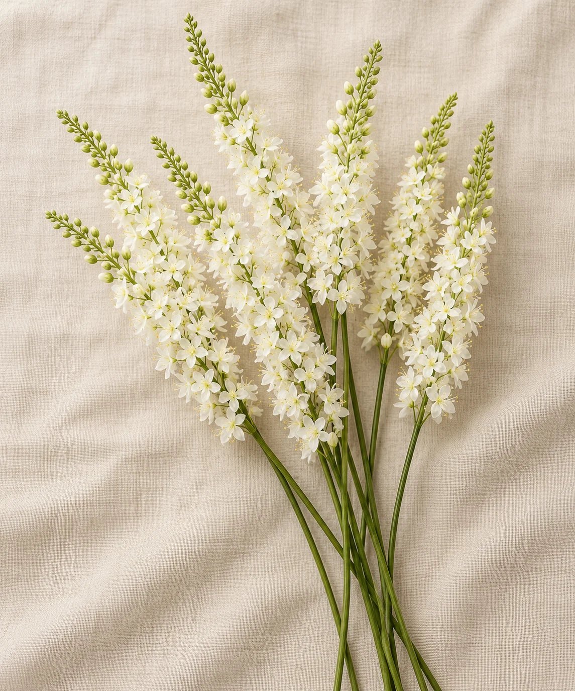 PREMIUM FOXTAIL LILY WHITE - PAMPASKONING