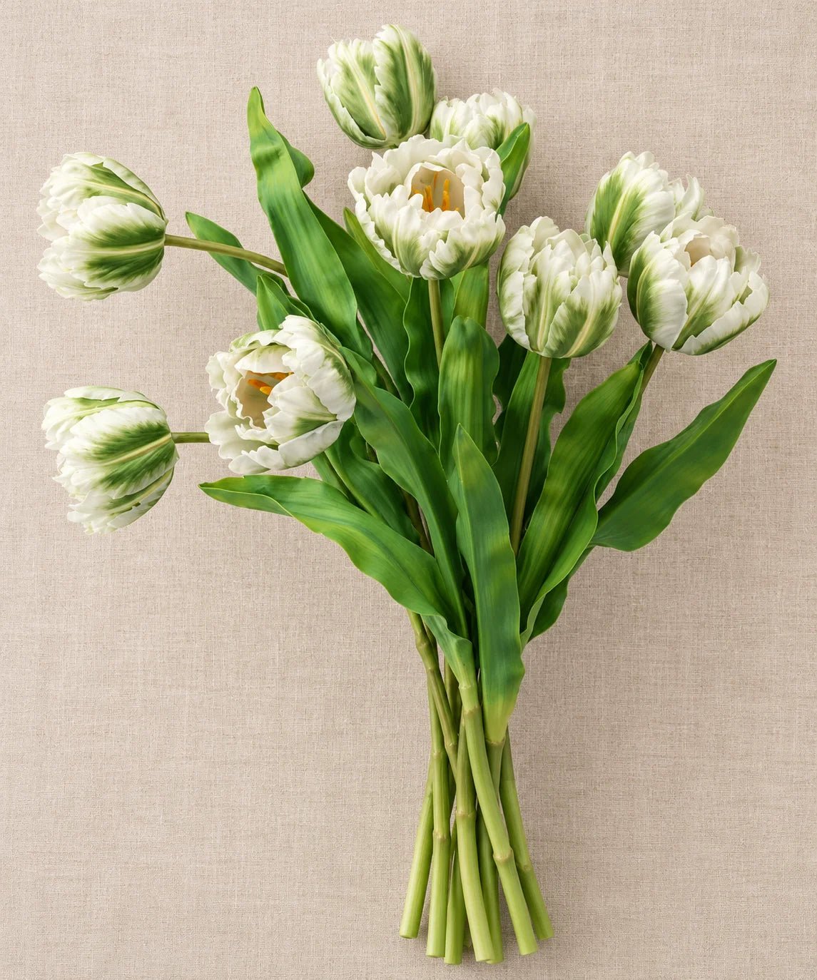 PREMIUM GREEN TULIP - PAMPASKONING