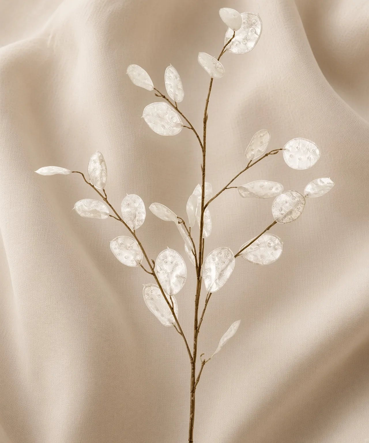 PREMIUM LUNARIA - PAMPASKONING