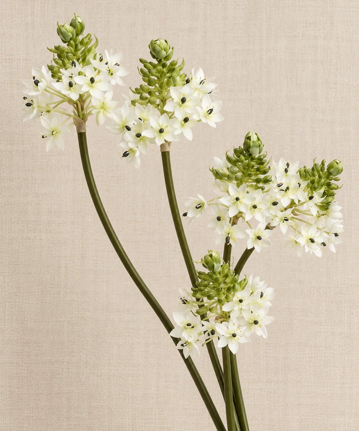 PREMIUM ORNIT WHITE - PAMPASKONING